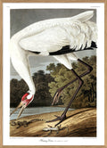 Whooping Crane