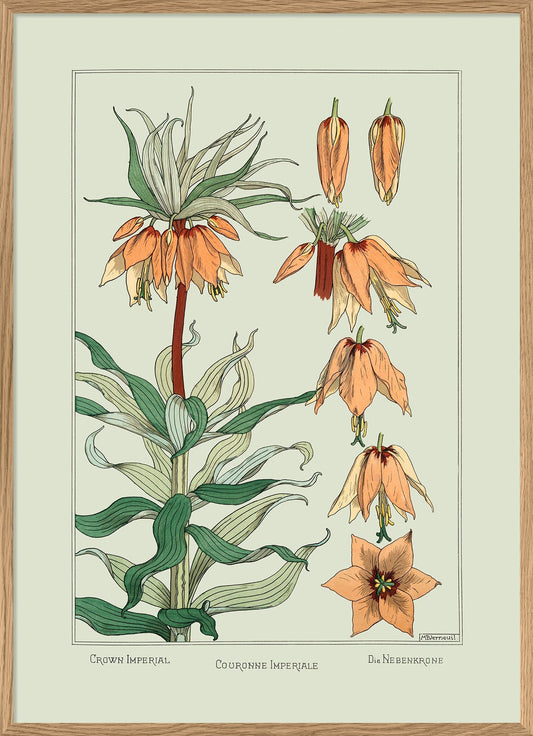 Crown Imperial II.