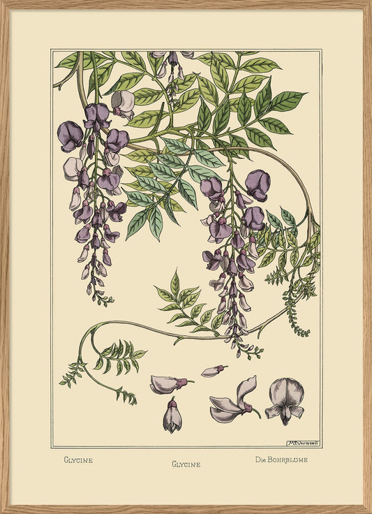 Glycine - Glycine - Die Bohrblume