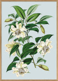 Michelia Cathcartii